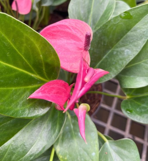 Picture of Anthurium - Violet Mini - Double Shot