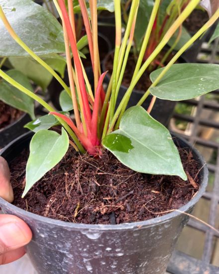 Picture of Anthurium - Red Mini SP- Double Shot