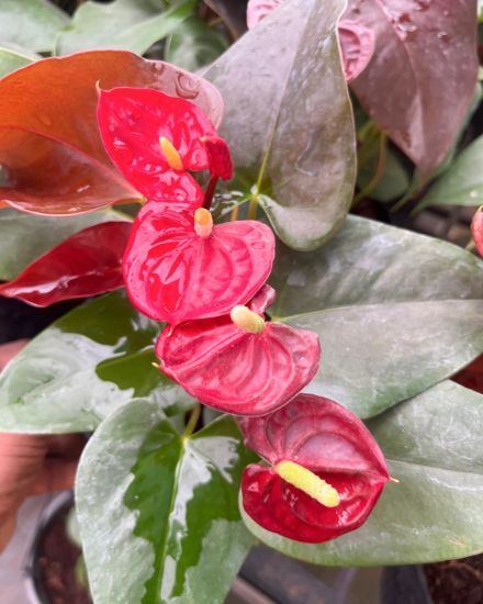 Picture of Anthurium - Red Mini SP- Double Shot