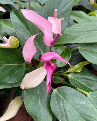 Picture of Anthurium - Violet Narrow - Double Shot