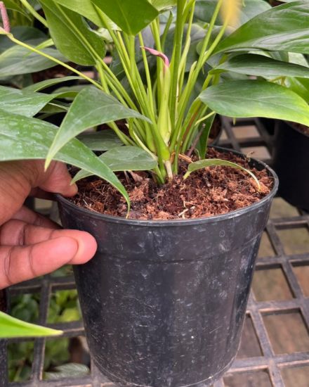 Picture of Anthurium - Violet Narrow - Double Shot