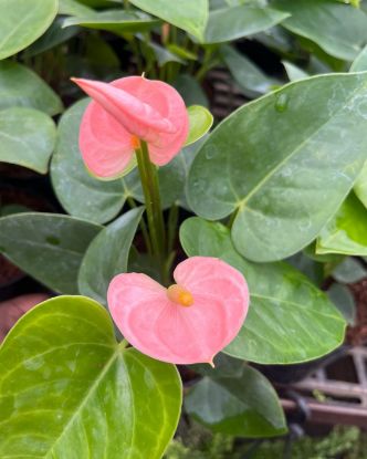 Picture of Anthurium - Baby Pink Mini - Double Shot