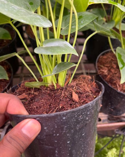 Picture of Anthurium - Baby Pink Mini - Double Shot