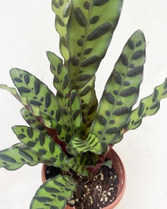 Picture of Calathea - Rattlesnake