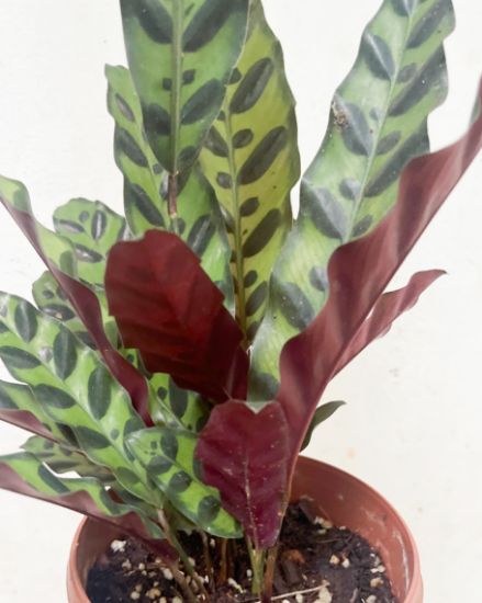 Picture of Calathea - Rattlesnake