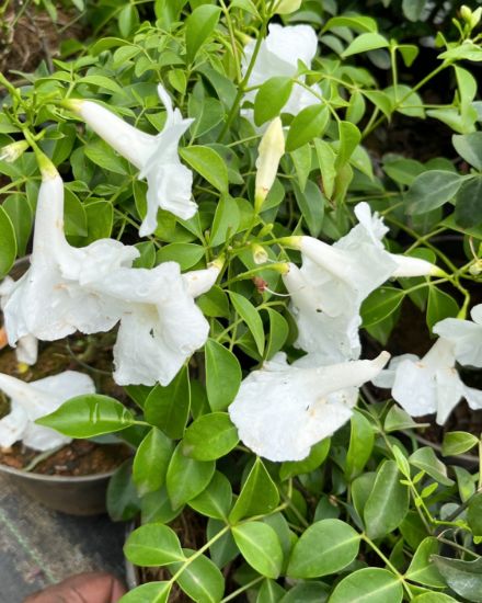 Picture of Tecoma White - Creeper