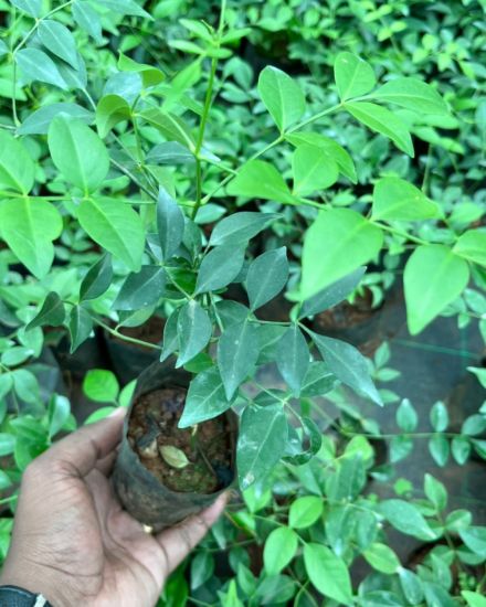 Picture of Tecoma White - Creeper