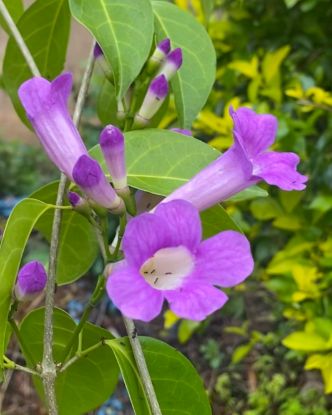 Picture of Garlic Vine - Creeper