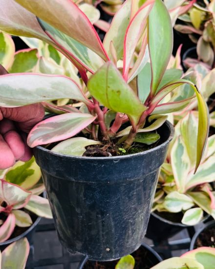 Picture of Peperomia Clusiifolia