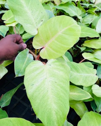 Picture of Philodendron - Snow Drift