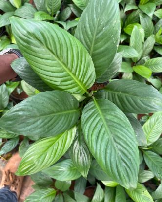 Picture of Spathiphyllum  Mallesham