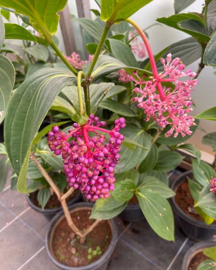 Picture of Medinilla