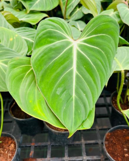 Picture of Philodendron - Gloriosum