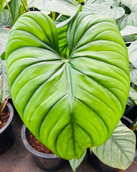 Picture of Philodendron - Colombia SP big