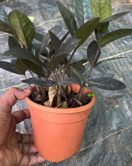 Picture of ZZ plant - Black miniature