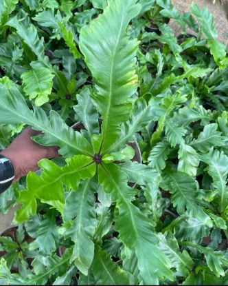 Picture of BIrd Nest Fern