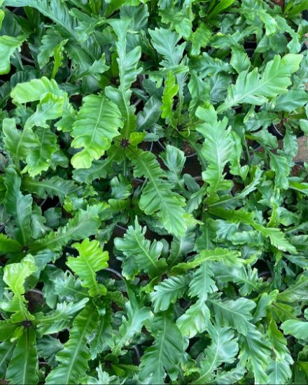 Picture of BIrd Nest Fern