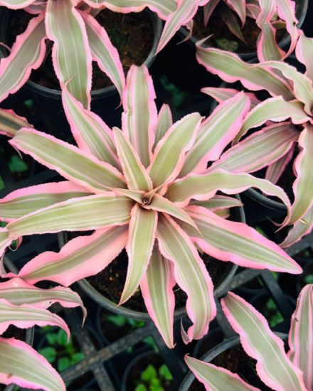 Picture of Cryptanthus Bivittatus