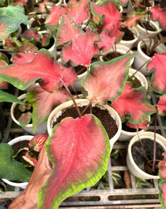 Picture of Caladium - Heart of Jesus