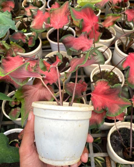 Picture of Caladium - Heart of Jesus