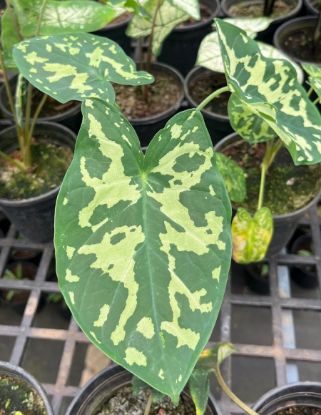 Picture of Caladium - Army