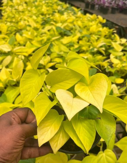 Picture of Money Plant - Golden