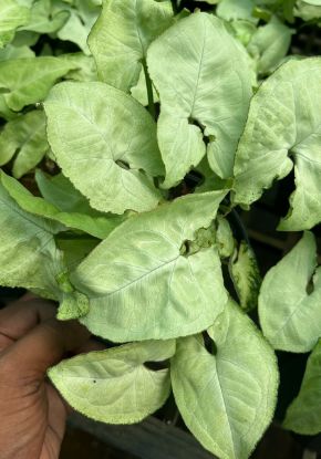 Picture of Syngonium Plant - White