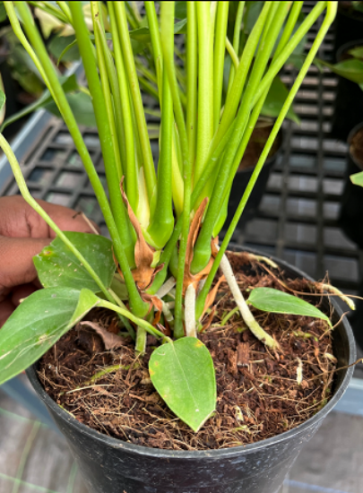 Picture of Anthurium - Red and White Double shot