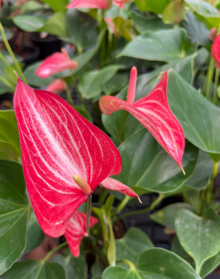 Picture of Anthurium - Red and White Double shot