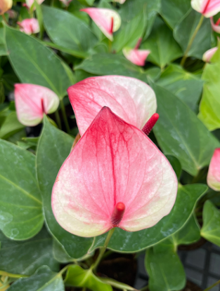 Picture of Anthurium - Pink & White - Double Shot - copy