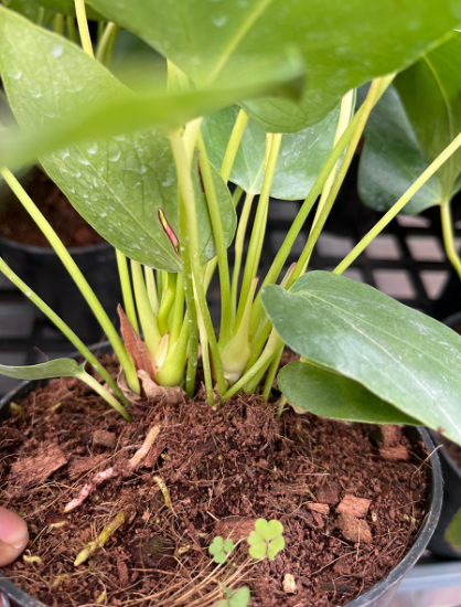 Picture of Anthurium - Pink & White - Double Shot - copy