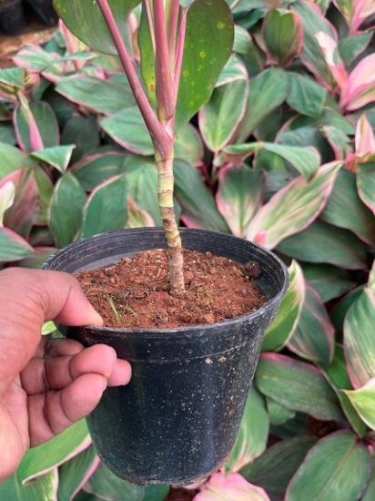 Picture of Dracaena RA