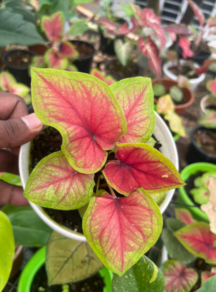 Picture of caladium - R2