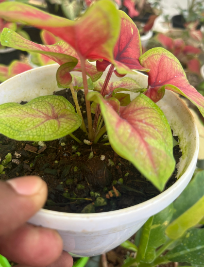 Picture of caladium - R2