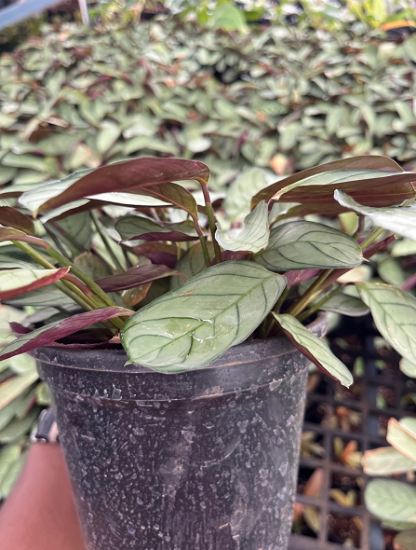 Picture of Calathea - C1