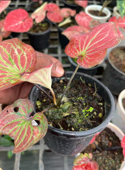 Picture of caladium - Red