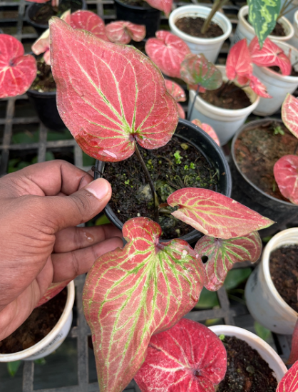 Picture of caladium - Red