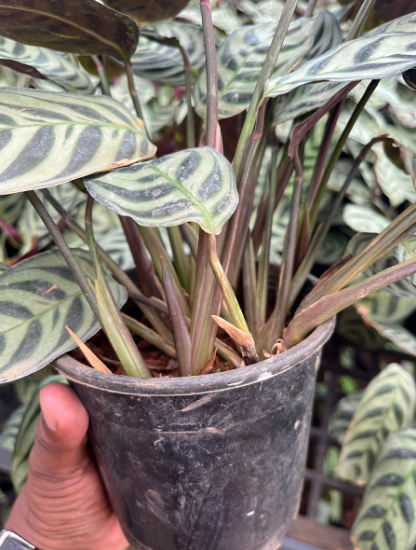 Picture of Calathea - Fishbone Prayer