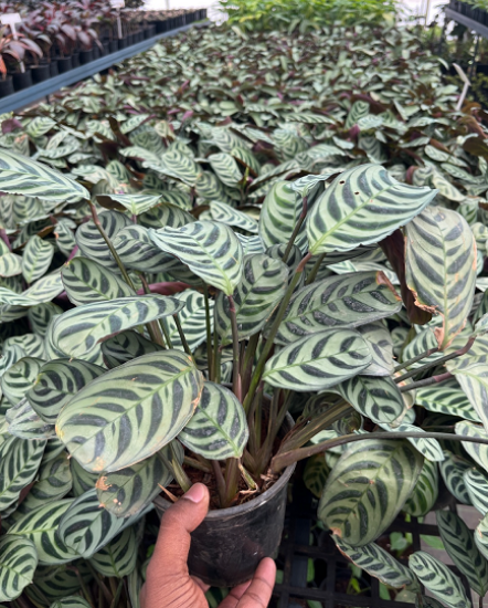 Picture of Calathea - Fishbone Prayer