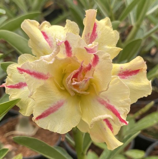 Picture of Adenium - 5 Plants combo 5, AD-28, AD-30, AD-10, AD- 44, AD-15