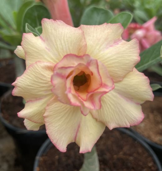 Picture of Adenium - 5 Plants combo 5, AD-28, AD-30, AD-10, AD- 44, AD-15