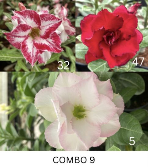 Picture of Adenium - 3 Plants combo 9, AD-32, AD-47, AD-5