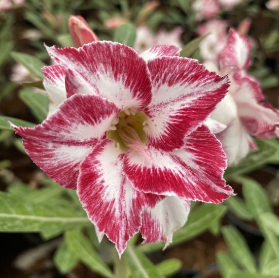 Picture of Adenium - 3 Plants combo 9, AD-32, AD-47, AD-5