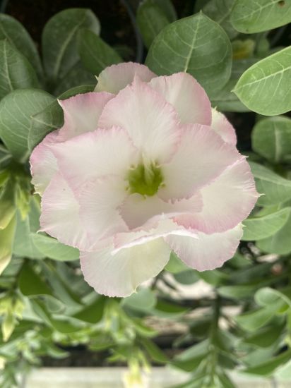 Picture of Adenium - 3 Plants combo 9, AD-32, AD-47, AD-5