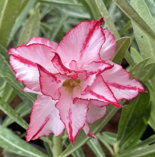 Picture of Adenium - 3 Plants combo 10, AD-19, AD-35, AD-30