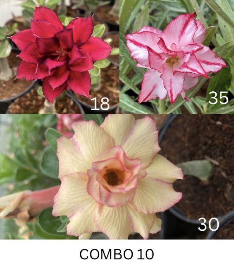 Picture of Adenium - 3 Plants combo 10, AD-19, AD-35, AD-30