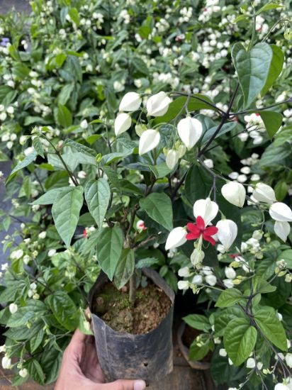 Picture of Bleeding Heart with flower - Creeper - big size