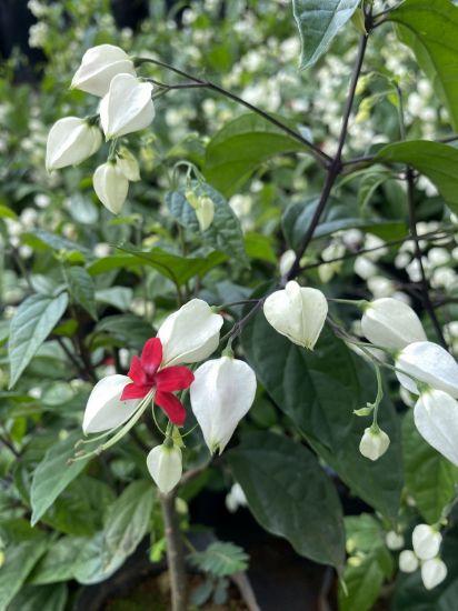 Picture of Bleeding Heart with flower - Creeper - big size