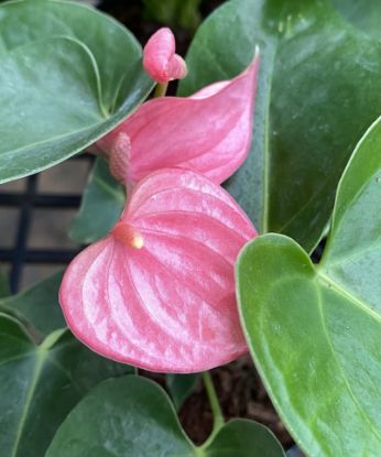 Picture of Anthurium - Pink mini - Double Shot