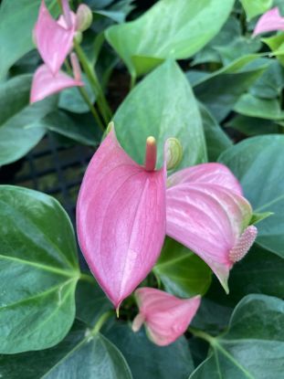 Picture of Anthurium - Violet & Green - Double Shot